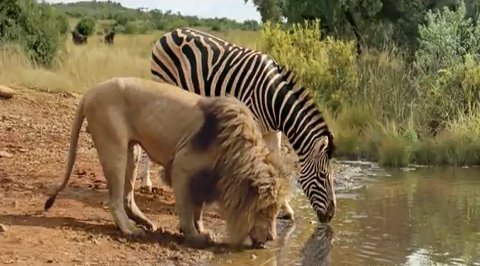 lion-zebra-water-hole