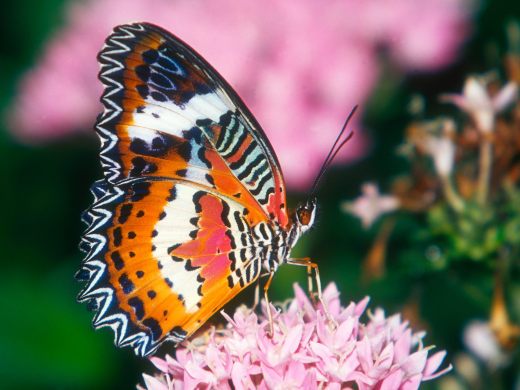 The-best-top-desktop-butterflies-wallpaper-hd-butterfly-wallpaper-17